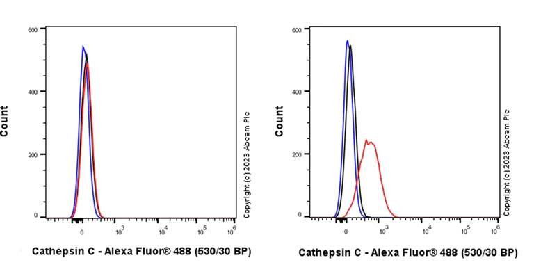 Flow Cytometry (Intracellular) - Anti-Cathepsin C antibody [EPR26636-76] - BSA and Azide free (AB314645)