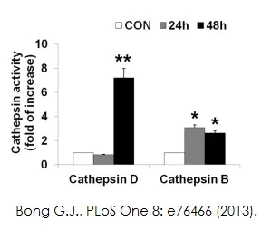 Functional Studies - Cathepsin D Activity Assay Kit (Fluorometric) (AB65302)
