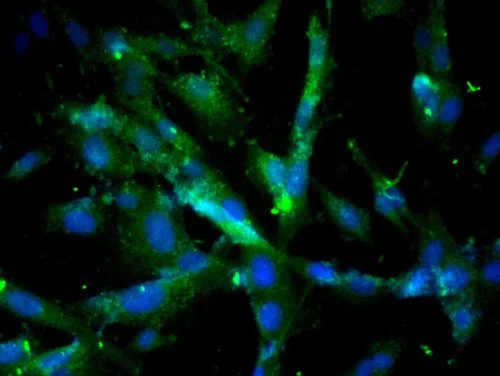 Immunocytochemistry/ Immunofluorescence - Anti-Cathepsin D antibody (AB217310)