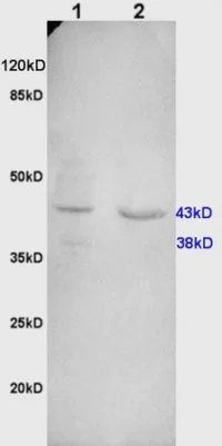 Western blot - Anti-Cathepsin D antibody (AB217310)