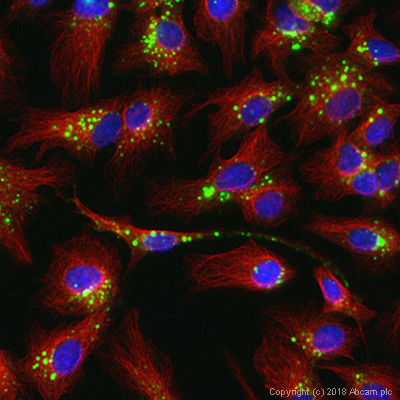 Immunocytochemistry/ Immunofluorescence - Anti-Cathepsin D antibody (AB72915), expandable thumbnail
