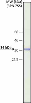 Western blot - Anti-Cathepsin D antibody [CTD-19] (AB6313)