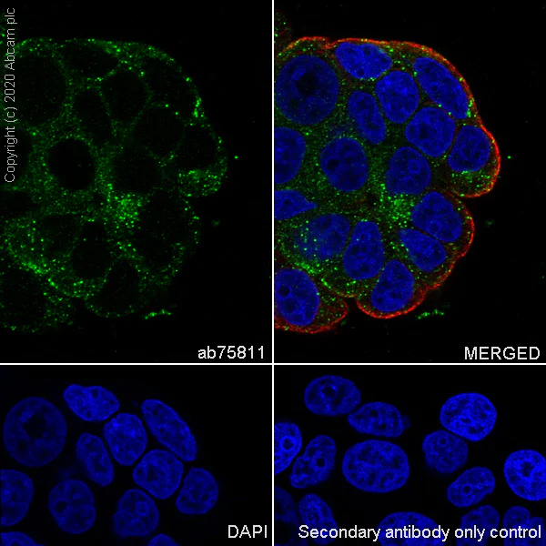 Immunocytochemistry/ Immunofluorescence - Anti-Cathepsin D antibody [EPR3056Y] - BSA and Azide free (AB207550)