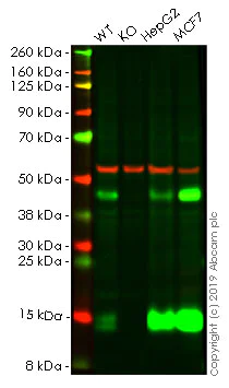 Western blot - Anti-Cathepsin D antibody [EPR3056Y] - BSA and Azide free (AB207550)