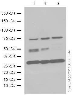 Western blot - Anti-Cathepsin D antibody [EPR3057Y] (AB75852), expandable thumbnail
