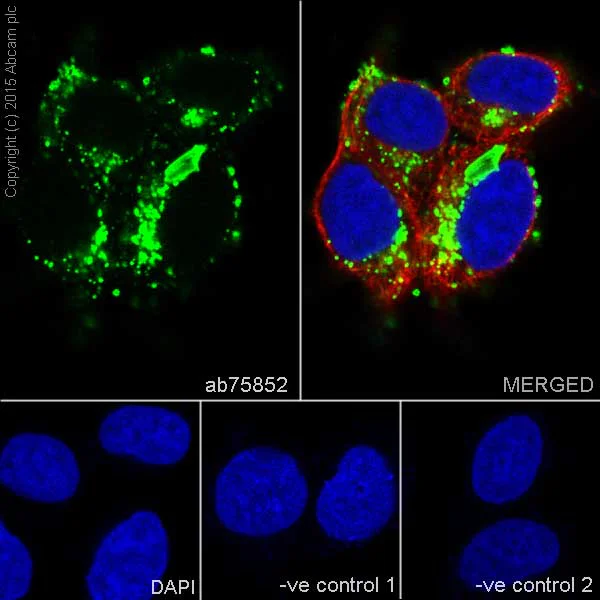 Immunocytochemistry/ Immunofluorescence - Anti-Cathepsin D antibody [EPR3057Y] - BSA and Azide free (AB207549)