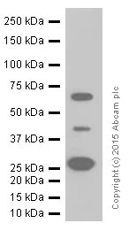 Western blot - Anti-Cathepsin D antibody [EPR3057Y] - BSA and Azide free (AB207549)