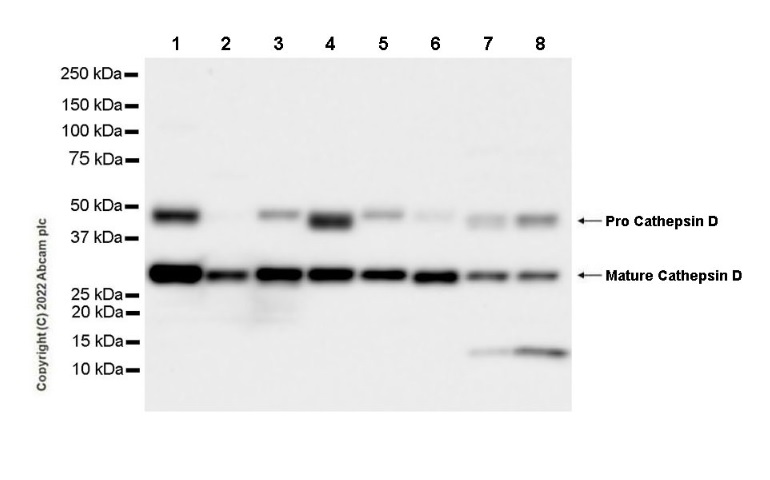 Western blot - Anti-Cathepsin D antibody [EPR3057Y] - Chicken IgY (Chimeric) (ab302646), expandable thumbnail