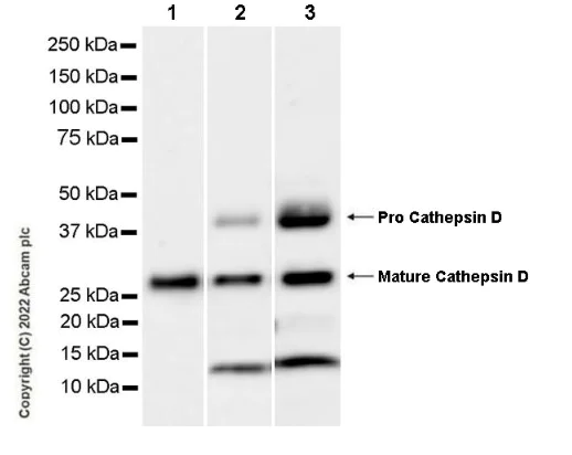 Western blot - Anti-Cathepsin D antibody [EPR3057Y] - Chicken IgY (Chimeric) (AB302646)