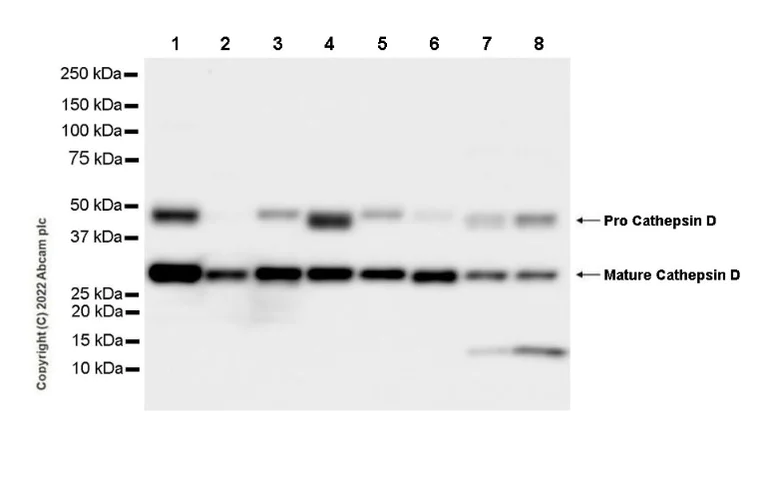 Western blot - Anti-Cathepsin D antibody [EPR3057Y] - Chicken IgY (Chimeric) - BSA and Azide free (AB302647)