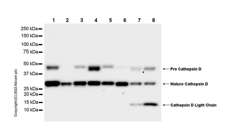 Western blot - Anti-Cathepsin D [EPR3057Y] - Mouse IgG2a (Chimeric) (AB302649)