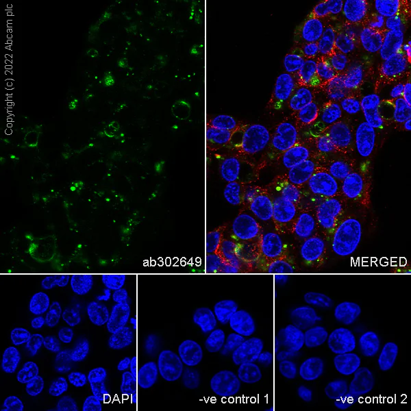 Immunocytochemistry/ Immunofluorescence - Anti-Cathepsin D [EPR3057Y] - Mouse IgG2a (Chimeric) - BSA and Azide free (AB302650)