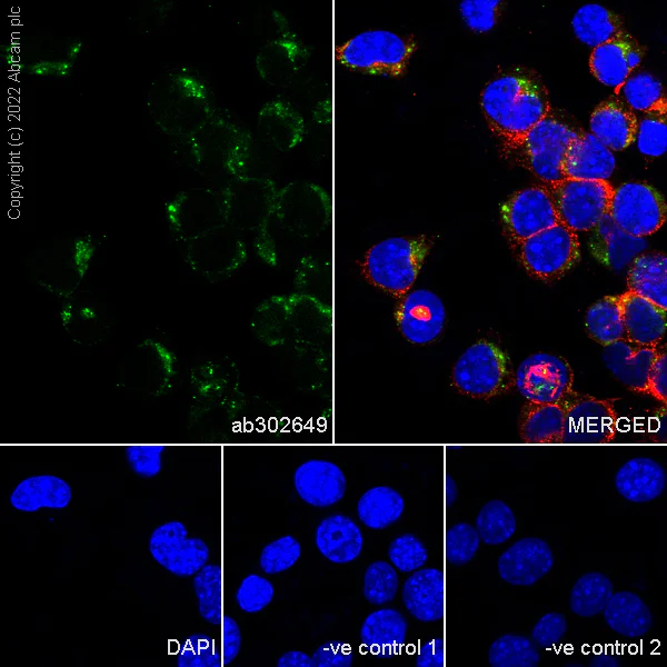 Immunocytochemistry/ Immunofluorescence - Anti-Cathepsin D [EPR3057Y] - Mouse IgG2a (Chimeric) - BSA and Azide free (AB302650)