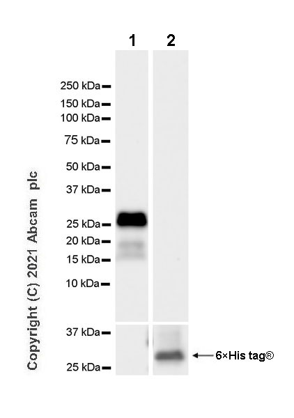 Western blot - Anti-Cathepsin G antibody [EPR24170-169] (AB282105), expandable thumbnail