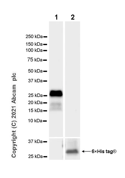 Western blot - Anti-Cathepsin G antibody [EPR24170-169] (AB282105)