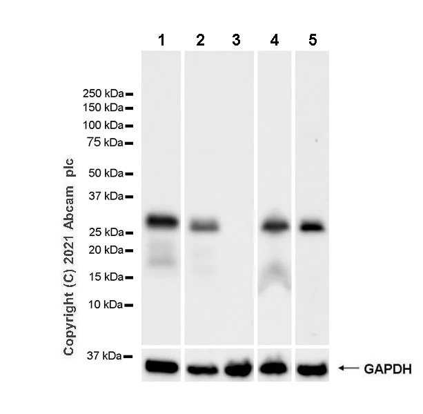 Western blot - Anti-Cathepsin G antibody [EPR24170-169] (AB282105)
