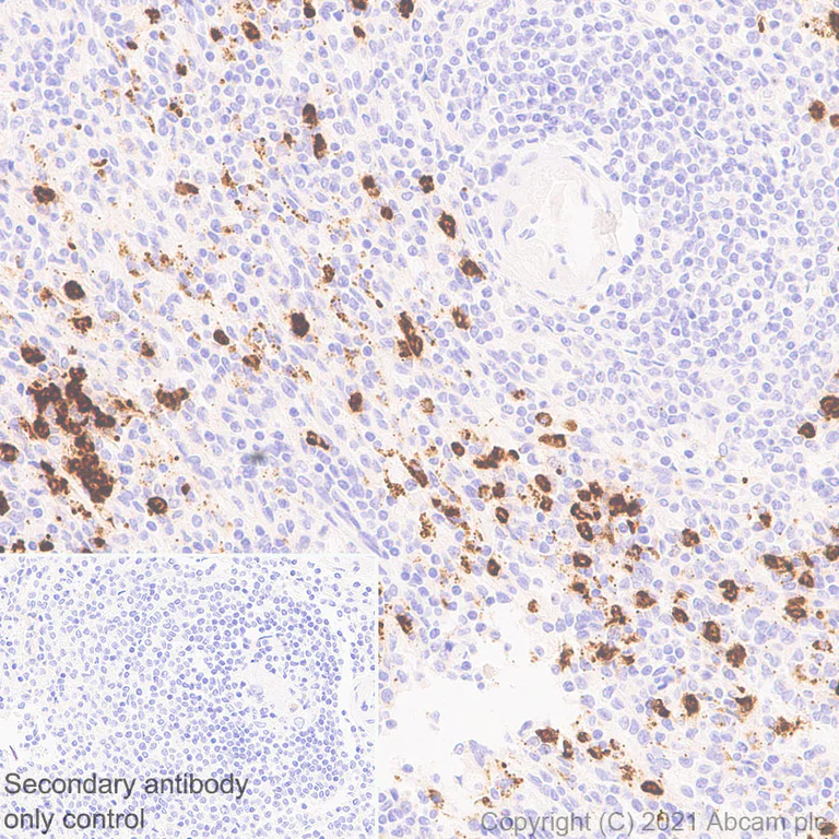Immunohistochemistry (Formalin/PFA-fixed paraffin-embedded sections) - Anti-Cathepsin G antibody [EPR24170-169] - BSA and Azide free (AB282121)