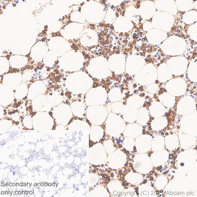 Immunohistochemistry (Formalin/PFA-fixed paraffin-embedded sections) - Anti-Cathepsin G antibody [EPR24170-169] - BSA and Azide free (AB282121)