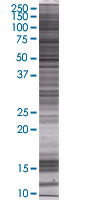 Cathepsin G overexpression 293T lysate (whole cell)