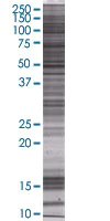 SDS-PAGE - Cathepsin G overexpression 293T lysate (whole cell) (AB94086)