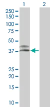 Western blot - Cathepsin H overexpression 293T lysate (whole cell) (AB94087)