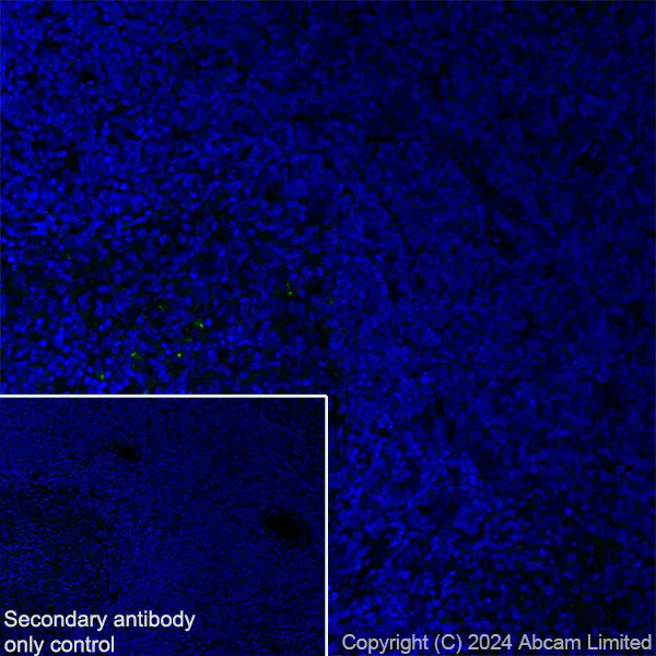 Immunohistochemistry (Frozen sections) - Anti-Cathepsin L/MEP antibody [EPR29413-573] (AB321872)