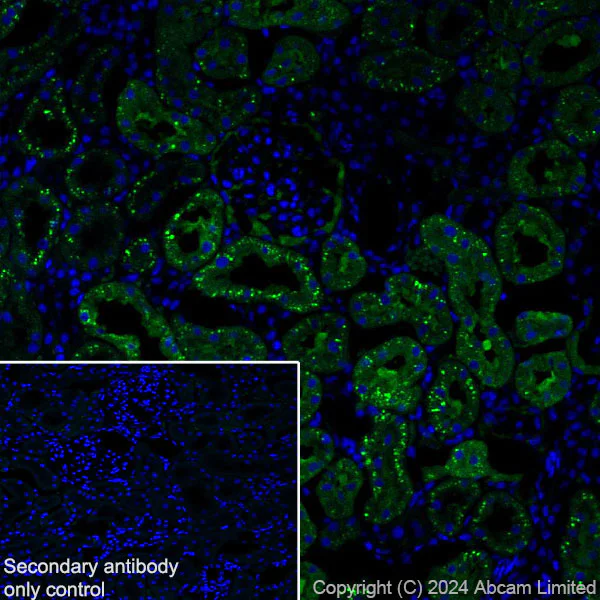 Immunohistochemistry (Frozen sections) - Anti-Cathepsin L/MEP antibody [EPR29413-573] - BSA and Azide free (AB321873)