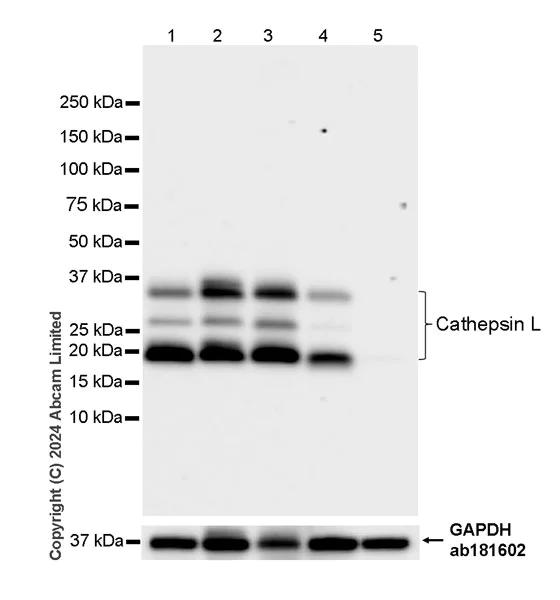 Western blot - Anti-Cathepsin L/MEP antibody [EPR29413-573] - BSA and Azide free (AB321873)