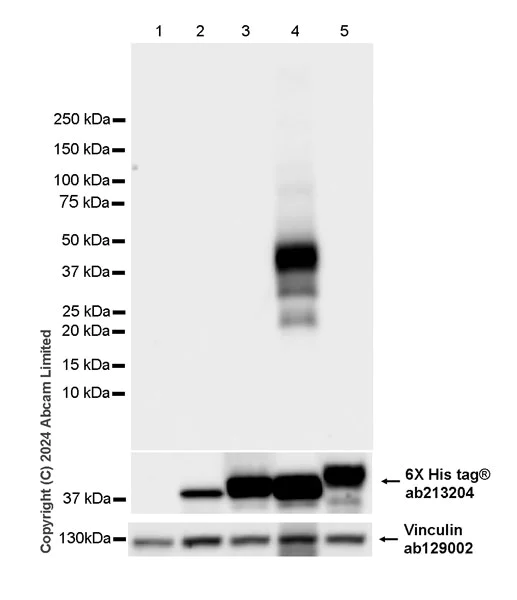 Western blot - Anti-Cathepsin L/MEP antibody [EPR29413-573] - BSA and Azide free (AB321873)