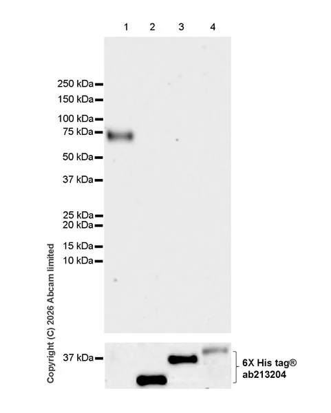 Western blot - Anti-Cathepsin L/MEP antibody [EPR30887-518] (AB326362)