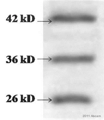 Western blot - Anti-Cathepsin L + V antibody [33/2] (AB6314)