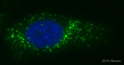Immunocytochemistry/ Immunofluorescence - Anti-Cathepsin L/V/K/H antibody [EPR8011] (ab133641), expandable thumbnail