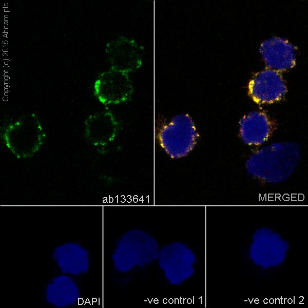 Immunocytochemistry/ Immunofluorescence - Anti-Cathepsin L/V/K/H antibody [EPR8011] (ab133641), expandable thumbnail