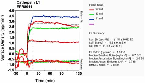 OI-RD Scanning - Anti-Cathepsin L/V/K/H antibody [EPR8011] (ab133641), expandable thumbnail