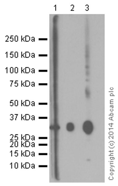 Western blot - Anti-Cathepsin L/V/K/H antibody [EPR8011] (AB133641), expandable thumbnail