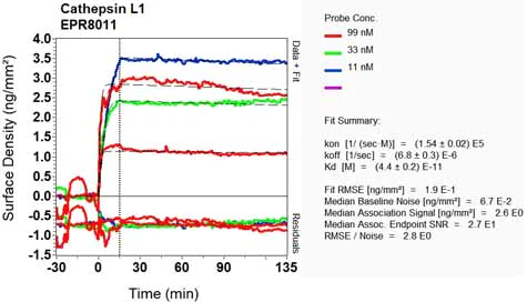 OI-RD Scanning - Anti-Cathepsin L/V/K/H antibody [EPR8011] - BSA and Azide free (AB248589)