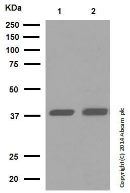 Western blot - Anti-Cathepsin L/V/K/H antibody [EPR8011] - BSA and Azide free (AB248589)