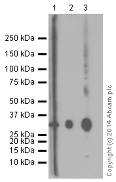 Western blot - Anti-Cathepsin L/V/K/H antibody [EPR8011] - BSA and Azide free (AB248589)