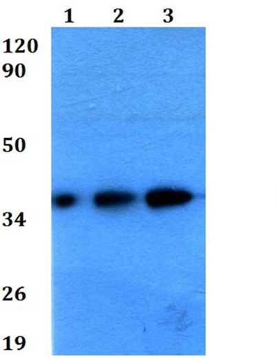 Western blot - Anti-Cathepsin O antibody (AB200735)