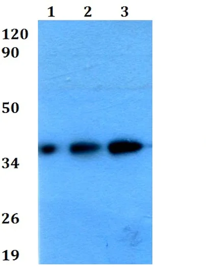 Western blot - Anti-Cathepsin O antibody (AB200735)