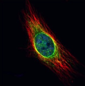 Immunocytochemistry/ Immunofluorescence - Anti-Cathepsin S antibody (AB153737), expandable thumbnail