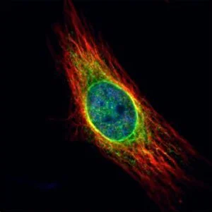 Immunocytochemistry/ Immunofluorescence - Anti-Cathepsin S antibody (AB153737)