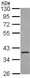 Western blot - Anti-Cathepsin S antibody (AB153737)