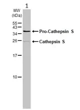 Western blot - Anti-Cathepsin S antibody (AB153737)