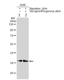 Western blot - Anti-Cathepsin S antibody (AB153737)