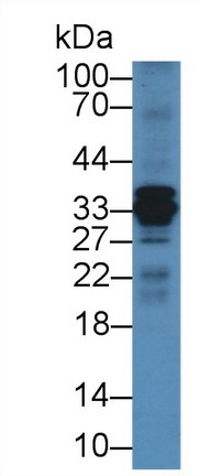 Western blot - Anti-Cathepsin S antibody (AB232740), expandable thumbnail