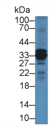 Western blot - Anti-Cathepsin S antibody (AB232740)