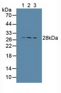 Western blot - Anti-Cathepsin S antibody (ab232830), expandable thumbnail