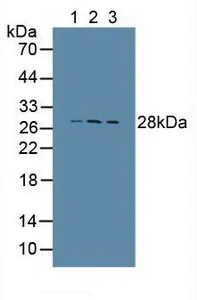 Western blot - Anti-Cathepsin S antibody (AB232830)