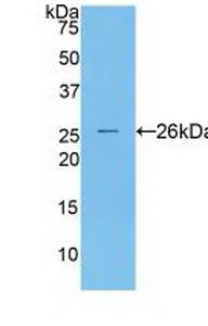 Western blot - Anti-Cathepsin S antibody (AB232830)